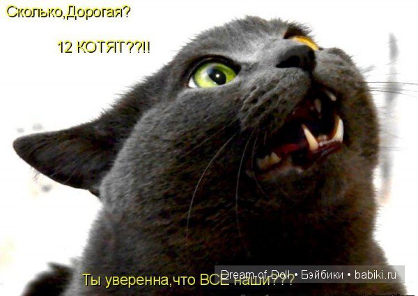 Веселая пятница: кошки против собак