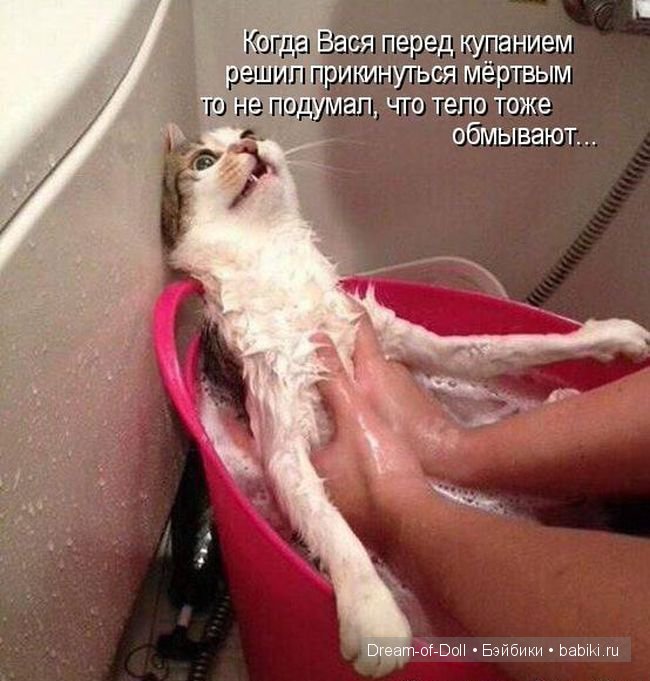 Веселая пятница: кошки против собак