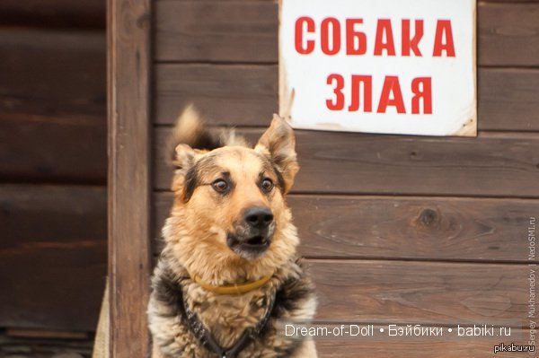 Веселая пятница: кошки против собак