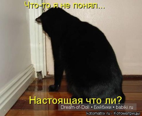 Веселая пятница: кошки против собак