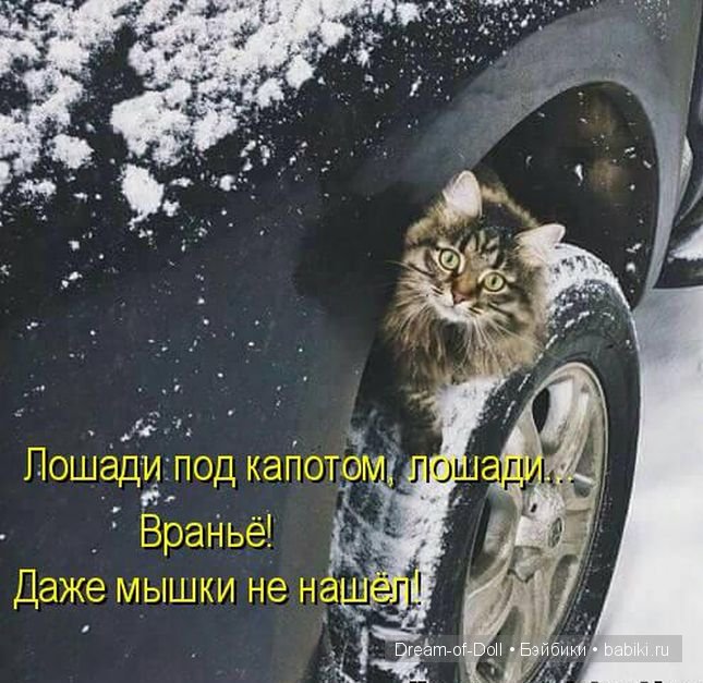 Веселая пятница: кошки против собак