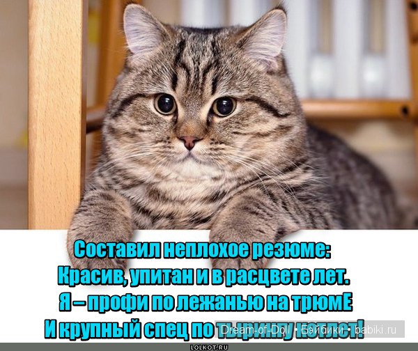 Веселая пятница: кошки против собак