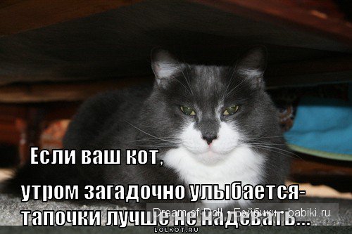 Веселая пятница: кошки против собак