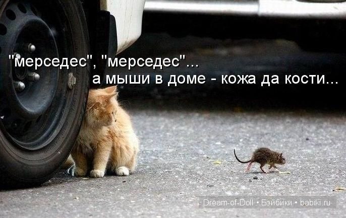 Веселая пятница: кошки против собак