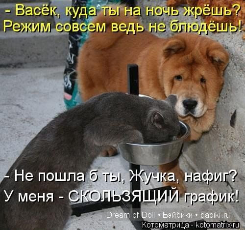 Веселая пятница: кошки против собак