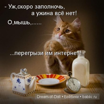 Веселая пятница: кошки против собак