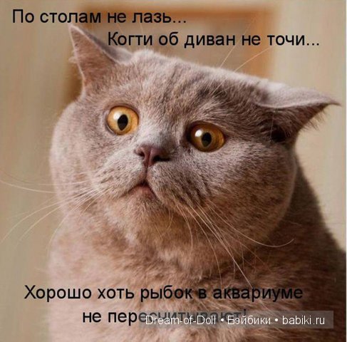 Веселая пятница: кошки против собак