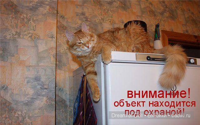 Веселая пятница: кошки против собак