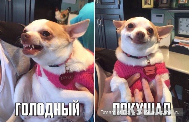Веселая пятница: кошки против собак