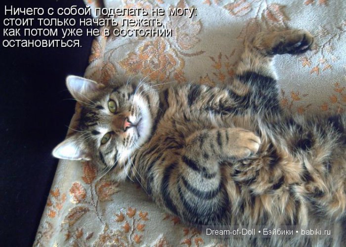 Веселая пятница: кошки против собак