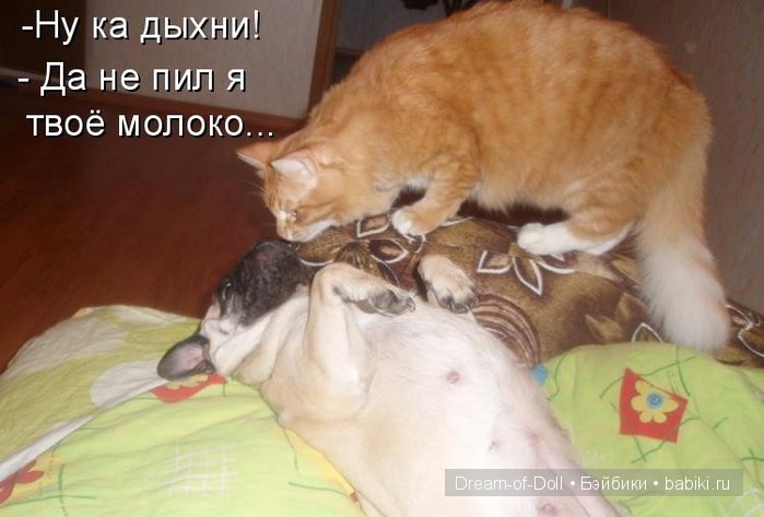 Веселая пятница: кошки против собак