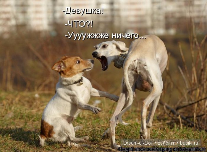 Веселая пятница: кошки против собак