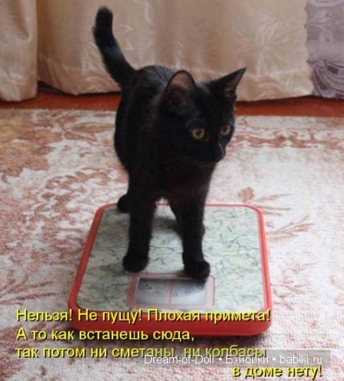 Веселая пятница: кошки против собак