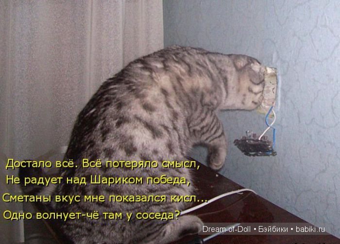 Веселая пятница: кошки против собак