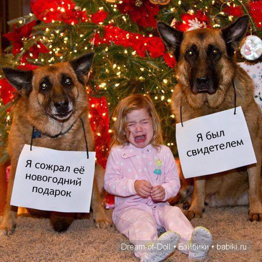Веселая пятница: кошки против собак