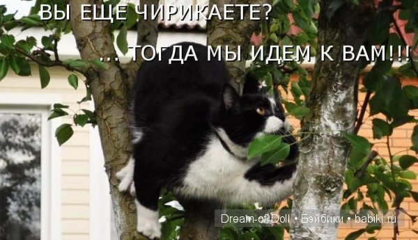 Веселая пятница: кошки против собак