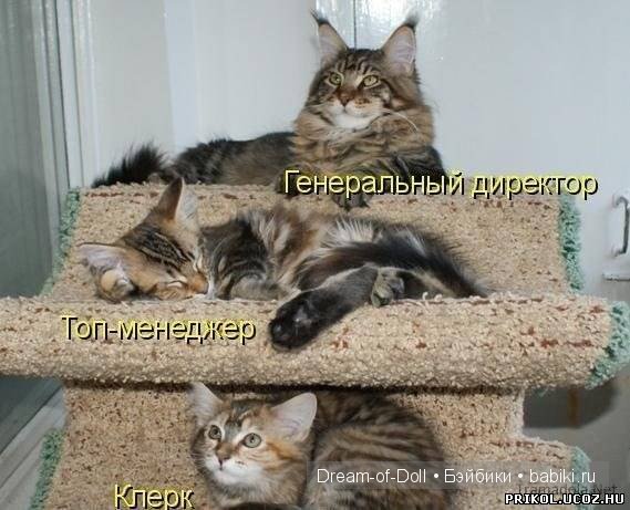 Веселая пятница: кошки против собак
