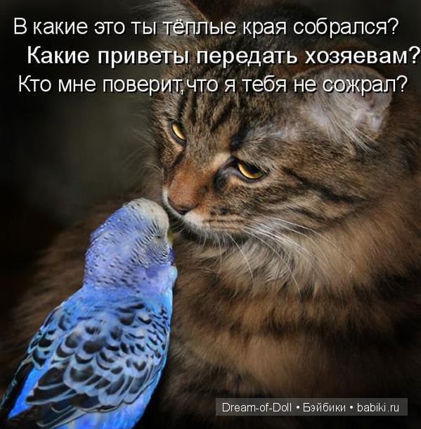 Веселая пятница: кошки против собак