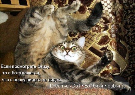 Веселая пятница: кошки против собак