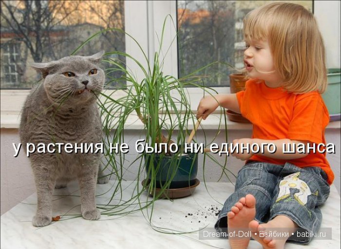Веселая пятница: кошки против собак