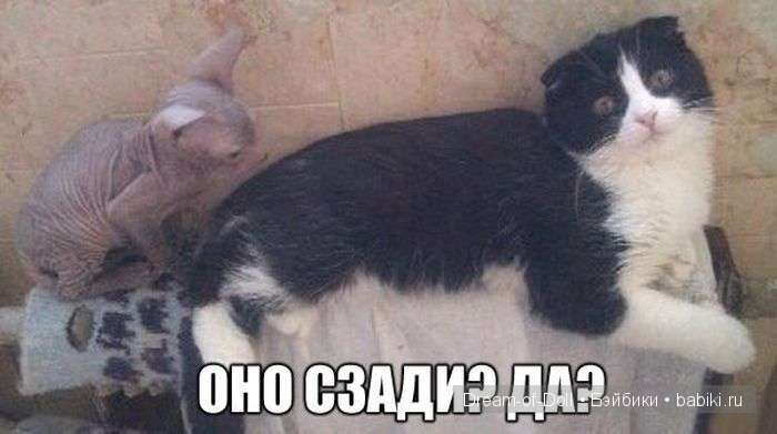 Веселая пятница: кошки против собак