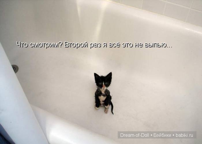 Веселая пятница: кошки против собак
