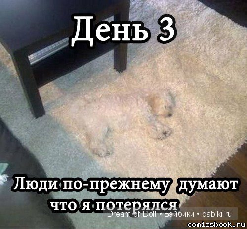 Веселая пятница: кошки против собак