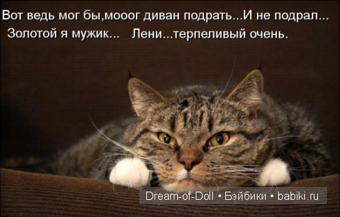 Веселая пятница: кошки против собак