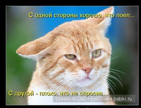 Веселая пятница: кошки против собак