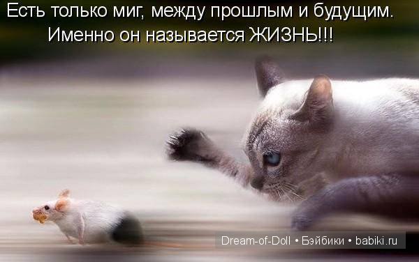 Веселая пятница: кошки против собак