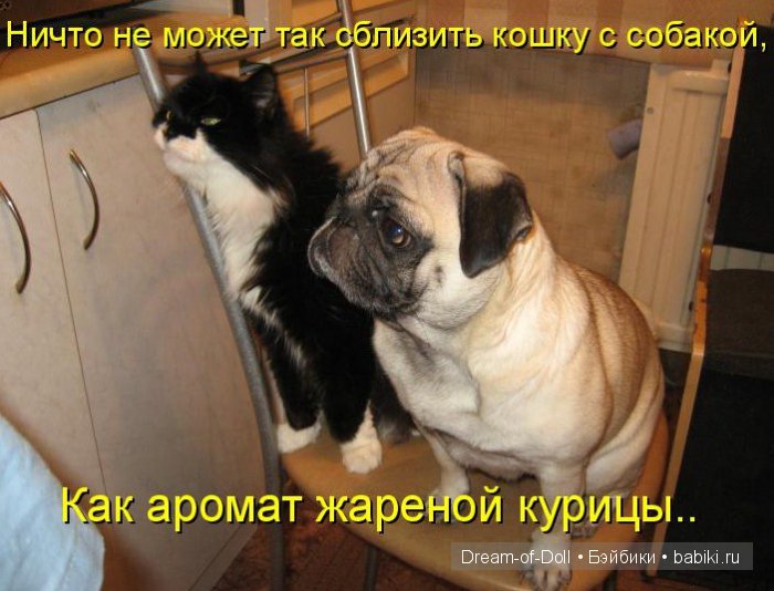 Веселая пятница: кошки против собак