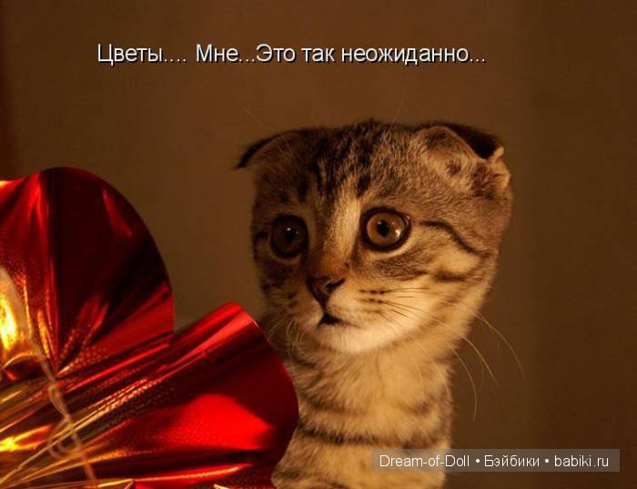 Веселая пятница: кошки против собак