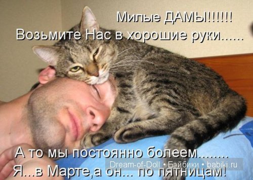 Веселая пятница: кошки против собак