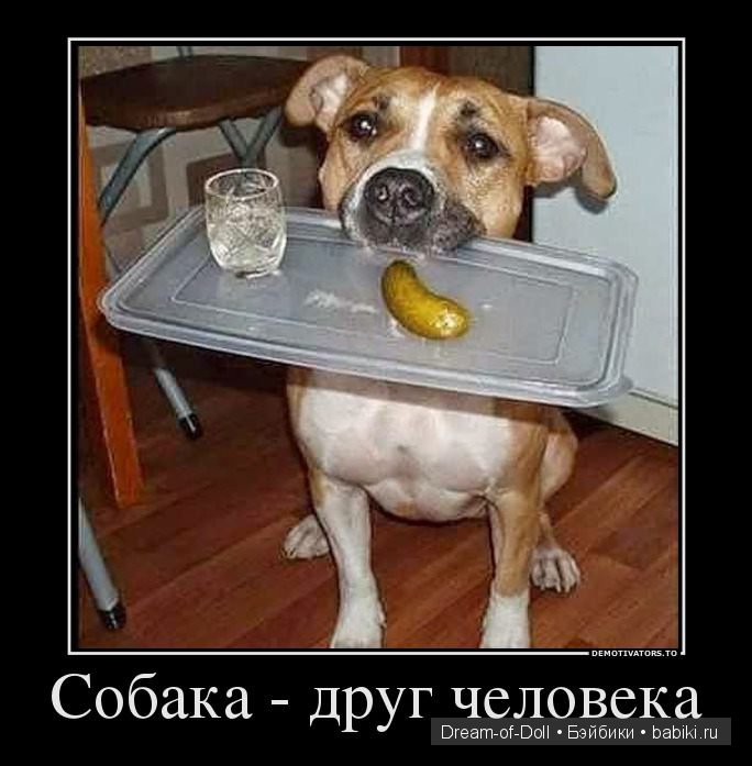 Веселая пятница: кошки против собак