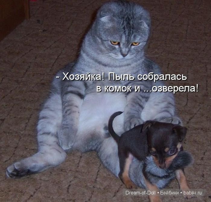 Веселая пятница: кошки против собак