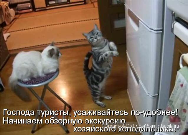 Веселая пятница: кошки против собак