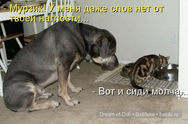 Веселая пятница: кошки против собак