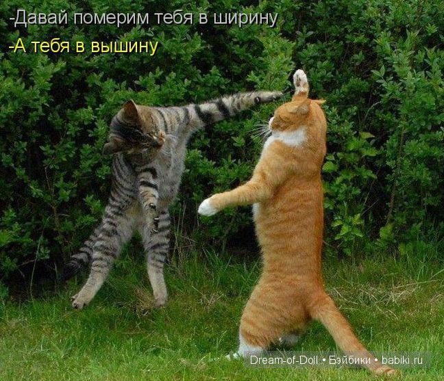 Веселая пятница: кошки против собак