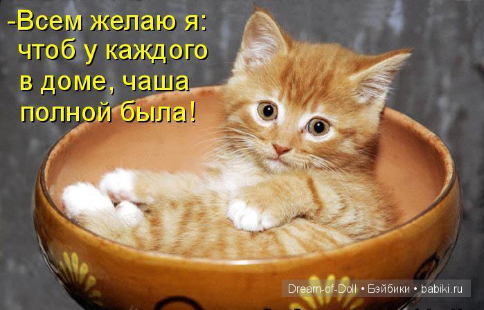 Веселая пятница: кошки против собак