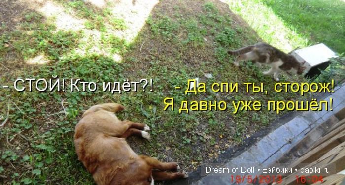 Веселая пятница: кошки против собак