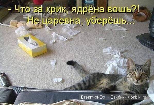 Веселая пятница: кошки против собак