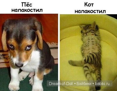 Веселая пятница: кошки против собак