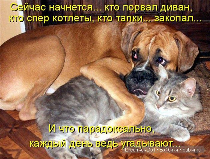 Веселая пятница: кошки против собак