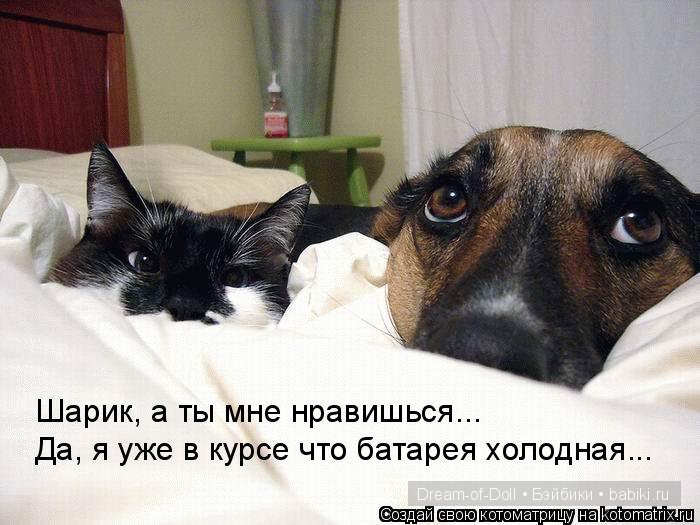 Веселая пятница: кошки против собак