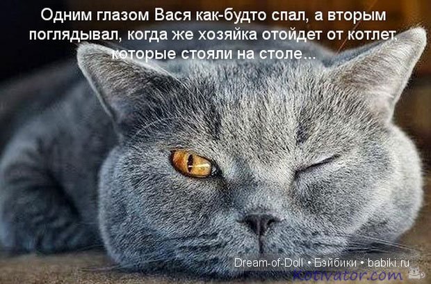 Веселая пятница: кошки против собак