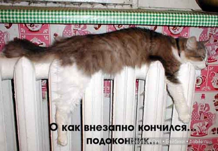 Веселая пятница: кошки против собак