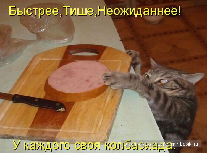 Веселая пятница: кошки против собак