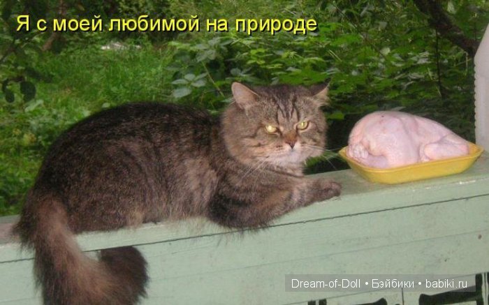 Веселая пятница: кошки против собак