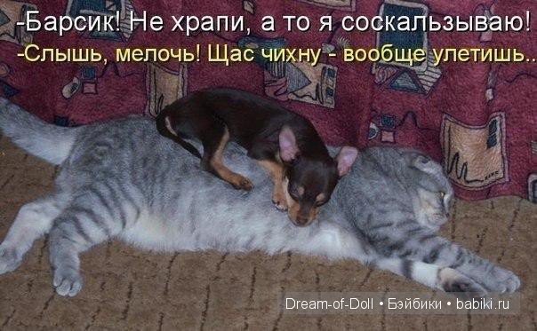 Веселая пятница: кошки против собак