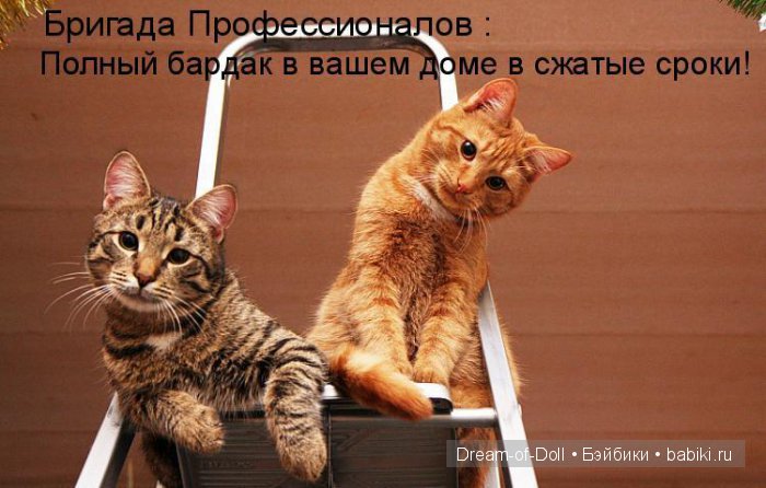 Веселая пятница: кошки против собак